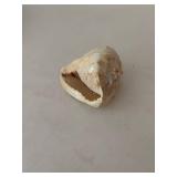 Collection of Seashells and Starfish Decor