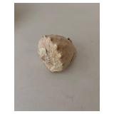 Collection of Seashells and Starfish Decor