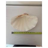 Collection of Seashells and Starfish Decor