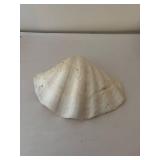 Collection of Seashells and Starfish Decor