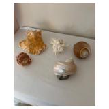 Collection of 5 Assorted Sea Shells