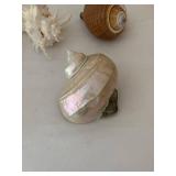 Collection of 5 Assorted Sea Shells