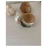 Collection of 5 Assorted Sea Shells