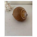 Collection of 5 Assorted Sea Shells