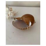 Collection of 5 Assorted Sea Shells