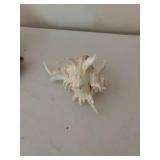 Collection of 5 Assorted Sea Shells