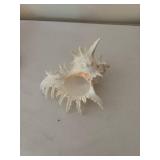 Collection of 5 Assorted Sea Shells