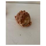 Collection of 5 Assorted Sea Shells