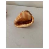 Collection of 5 Assorted Sea Shells