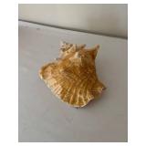 Collection of 5 Assorted Sea Shells