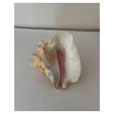 Collection of 5 Assorted Sea Shells