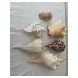 Collection of 6 Large Assorted Seashells for Home Decor