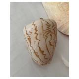 Collection of 6 Large Assorted Seashells for Home Decor