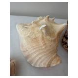 Collection of 6 Large Assorted Seashells for Home Decor