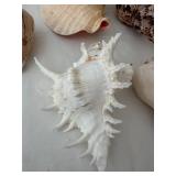 Collection of 6 Large Assorted Seashells for Home Decor