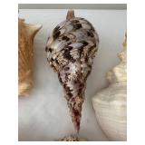 Collection of 6 Large Assorted Seashells for Home Decor