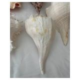 Collection of 6 Large Assorted Seashells for Home Decor