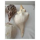 Collection of 6 Large Assorted Seashells for Home Decor