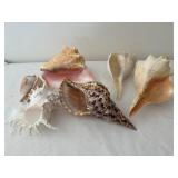 Collection of 6 Large Assorted Seashells for Home Decor