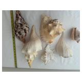 Collection of 6 Large Assorted Seashells for Home Decor