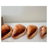 Set of 4 Carved Cameo Conch Seashells
