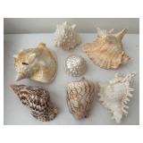 Collection of 7 Natural Sea Shells with Varied Textures