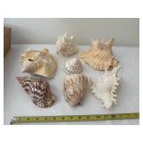 Collection of 7 Natural Sea Shells with Varied Textures