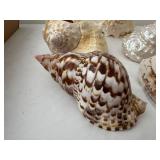 Collection of 7 Natural Sea Shells with Varied Textures