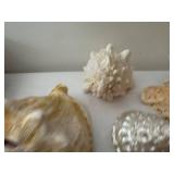 Collection of 7 Natural Sea Shells with Varied Textures