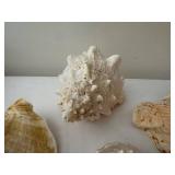 Collection of 7 Natural Sea Shells with Varied Textures