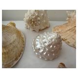 Collection of 7 Natural Sea Shells with Varied Textures