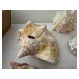 Collection of 7 Natural Sea Shells with Varied Textures