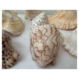 Collection of 7 Natural Sea Shells with Varied Textures