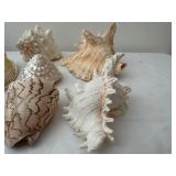 Collection of 7 Natural Sea Shells with Varied Textures
