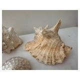 Collection of 7 Natural Sea Shells with Varied Textures