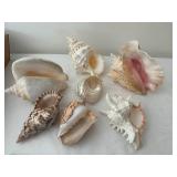 Collection of 7 Natural Sea Shells with Varied Textures