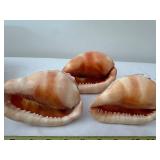Set of 3 Vintage Cameo Conch Seashells with Carved Creations