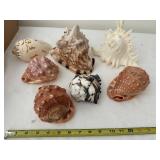 Collection of 7 Assorted Decorative Seashells
