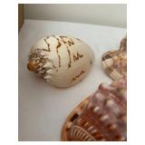 Collection of 7 Assorted Decorative Seashells