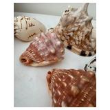 Collection of 7 Assorted Decorative Seashells