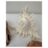 Collection of 7 Assorted Decorative Seashells