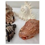 Collection of 7 Assorted Decorative Seashells