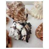 Collection of 7 Assorted Decorative Seashells