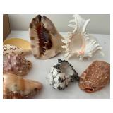 Collection of 7 Assorted Decorative Seashells