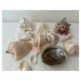 Collection of 13 Assorted Sea Shells with Unique Patterns