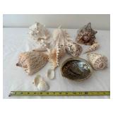 Collection of 13 Assorted Sea Shells with Unique Patterns