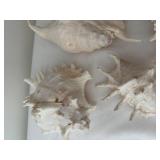 Collection of 13 Assorted Sea Shells with Unique Patterns