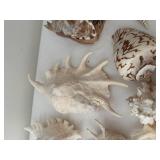 Collection of 13 Assorted Sea Shells with Unique Patterns