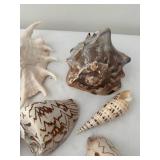Collection of 13 Assorted Sea Shells with Unique Patterns