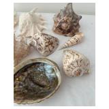 Collection of 13 Assorted Sea Shells with Unique Patterns